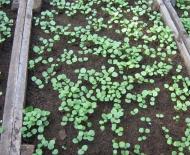 Когда и как сажать Анютины глазки на рассаду: правила ухода и выращивания Виолы в домашних условиях